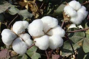 國家新一輪棉花目標(biāo)價格政策再落新疆！